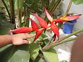 Red Twist Heliconia